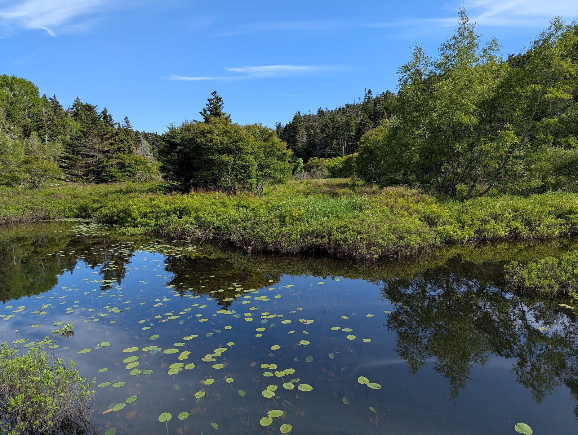 Manuels River Trail