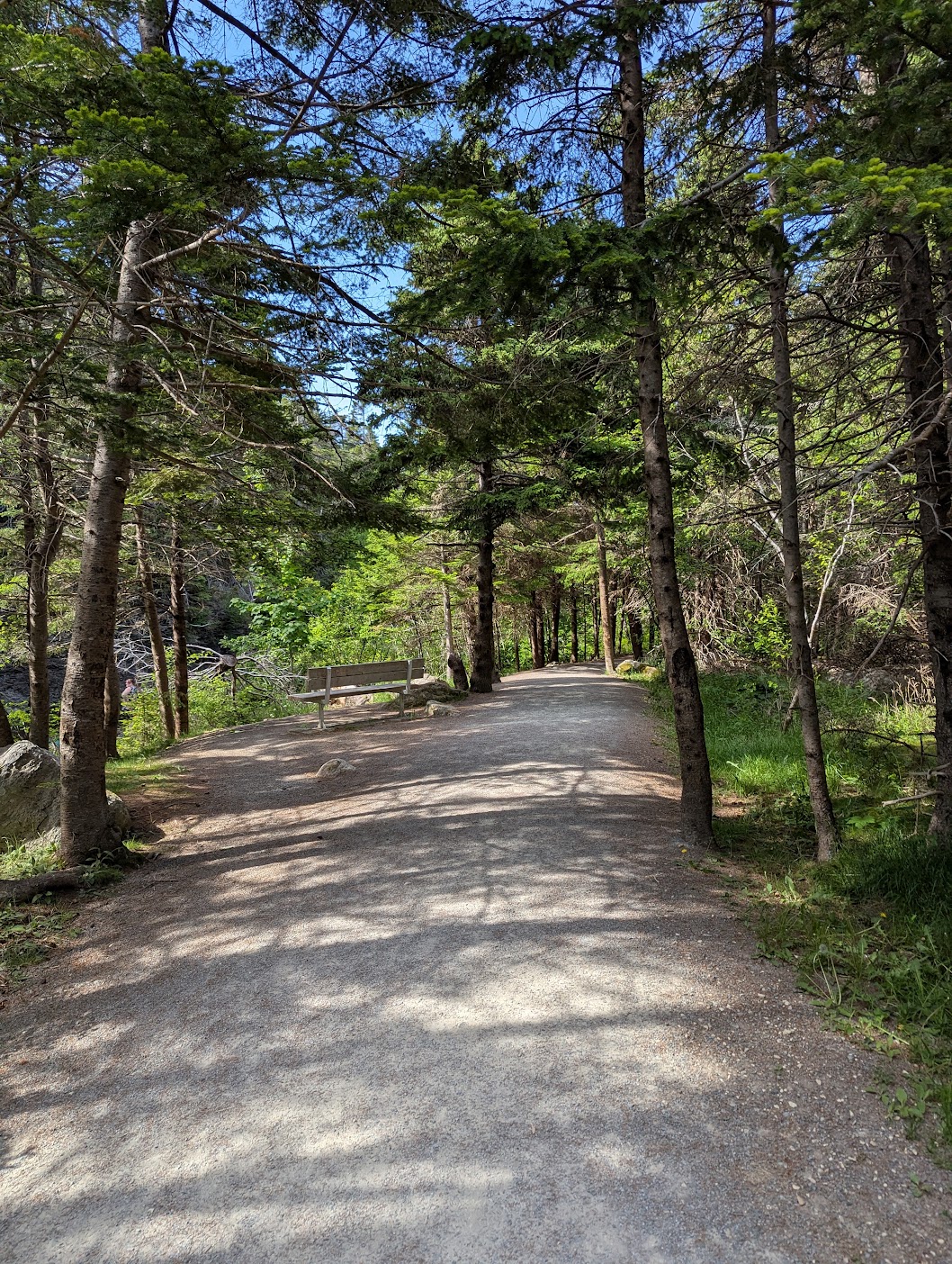 Wooded area of the Manuels River Trail